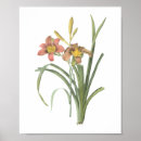 Search for hemerocallis posters Botany
