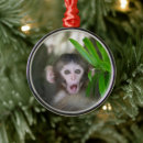Search for young christmas tree decorations Animals in the wild