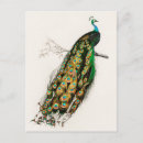 Search for indian peafowl postcards Bird