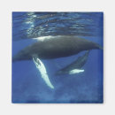 Search for dominican republic magnets Nature