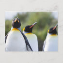 Search for penguin image postcards Bird