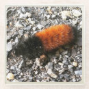 Search for caterpillar coasters Orange