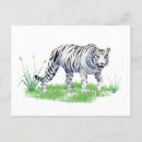 Search for predators postcards Big cats