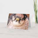 Search for falcon cards Birds of prey