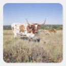Search for longhorn cattle stickers Texas