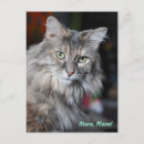 Search for dreamy postcards Kitty