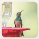 Search for belly coasters Nature
