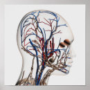 Search for lymphatic system posters Vein