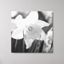 Search for daffodil canvas prints White