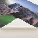 Search for black cow blankets Cattle
