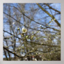 Search for bough posters Floral