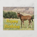 Search for foal birthday cards Photography