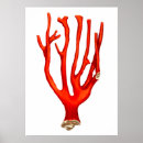 Search for sea life posters Coral