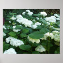 Search for snowballs art Nature
