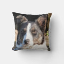 Search for border collie cushions Animals