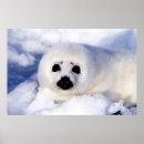 Search for harp seal posters Pup