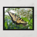 Search for black wings postcards Butterfly