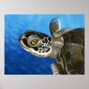 Search for young turtle Reptile