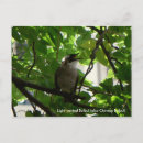 Search for vines horizontal postcards Nature