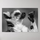 Search for ring tailed art Wildlife