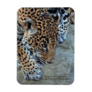 Search for jaguar face magnets Jaguars