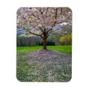 Search for cherry tree magnets Pink