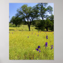 Search for larkspur posters Nature