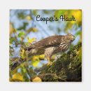 Search for cooperation magnets Hawk