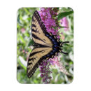 Search for swallowtail magnets Nature
