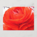Search for multi region postcards Flowers