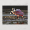 Search for ding postcards Bird