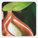 Search for tropical climate stickers Close up