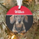 Search for wirehaired dachshund gifts Dachshunds
