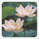 Search for lotus blossom stickers White