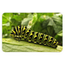 Search for swallowtail magnets Animal