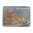 Search for tabby magnets Feline
