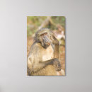 Search for baboon canvas prints Nature