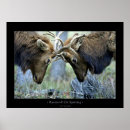 Search for sparring posters Nature