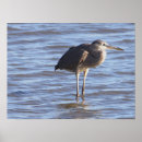 Search for standing posters Wildlife