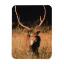 Search for habitat magnets Forest