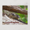 Search for marmot postcards Animal