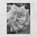 Search for black and white rose photography postcards Floral