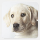 Search for labrador retriever puppy stickers Animal