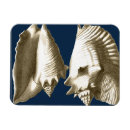 Search for seashell magnets Conch