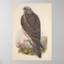 Search for young bird posters Wildlife