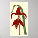 Search for vintage botany posters Botanical