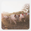 Search for baby piglet stickers Babies