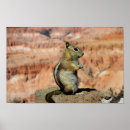 Search for ground squirrels posters Chipmunk