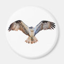 Search for osprey magnets Wildlife