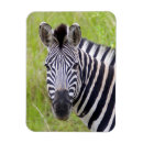 Search for plains zebra magnets Animal